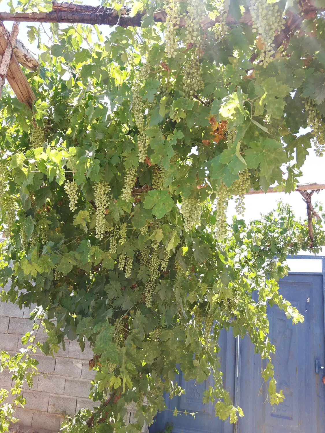 فروش باغ ۲۰کیلومتری شیراز
