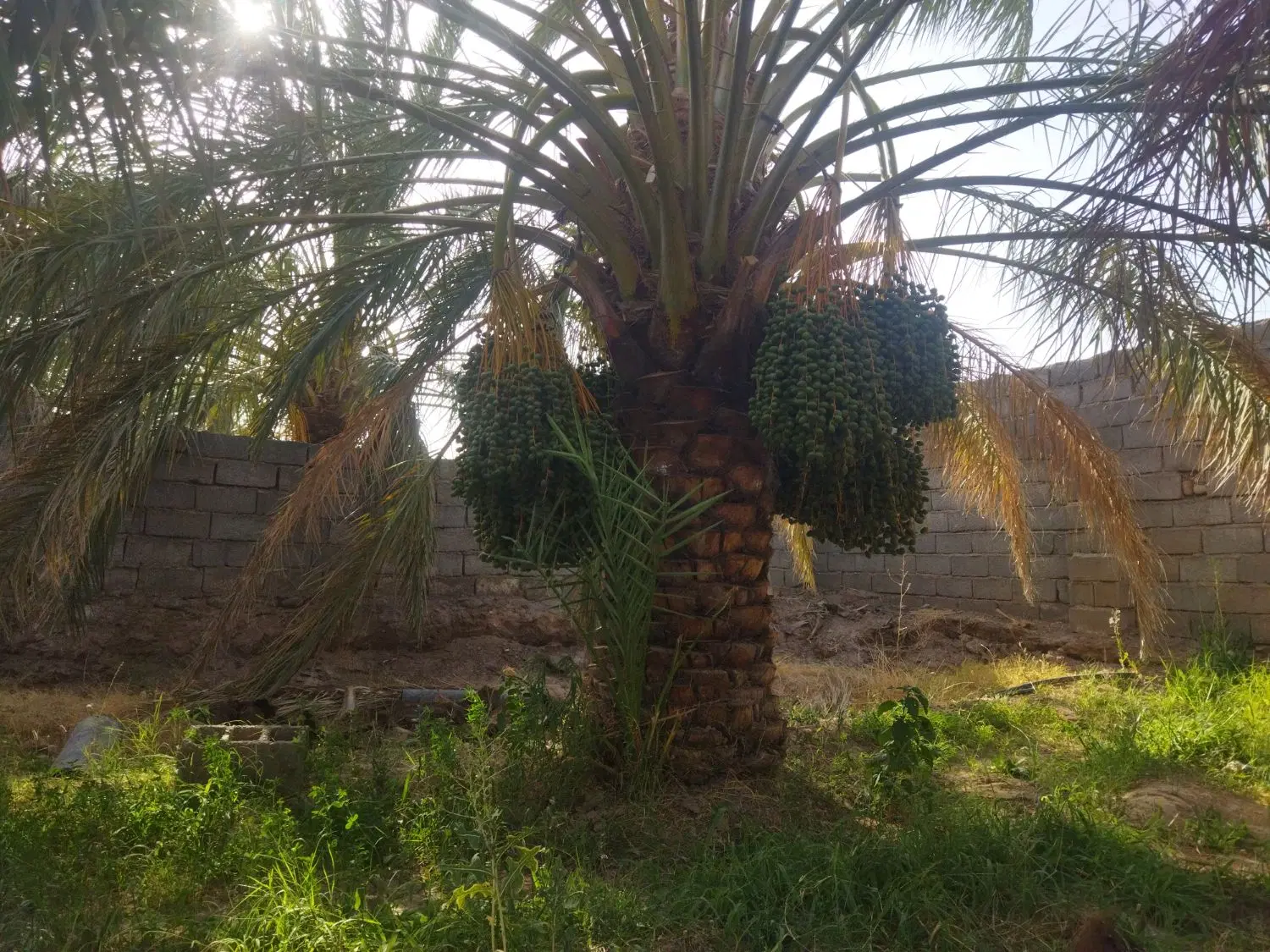 باغ زیدآبادبم