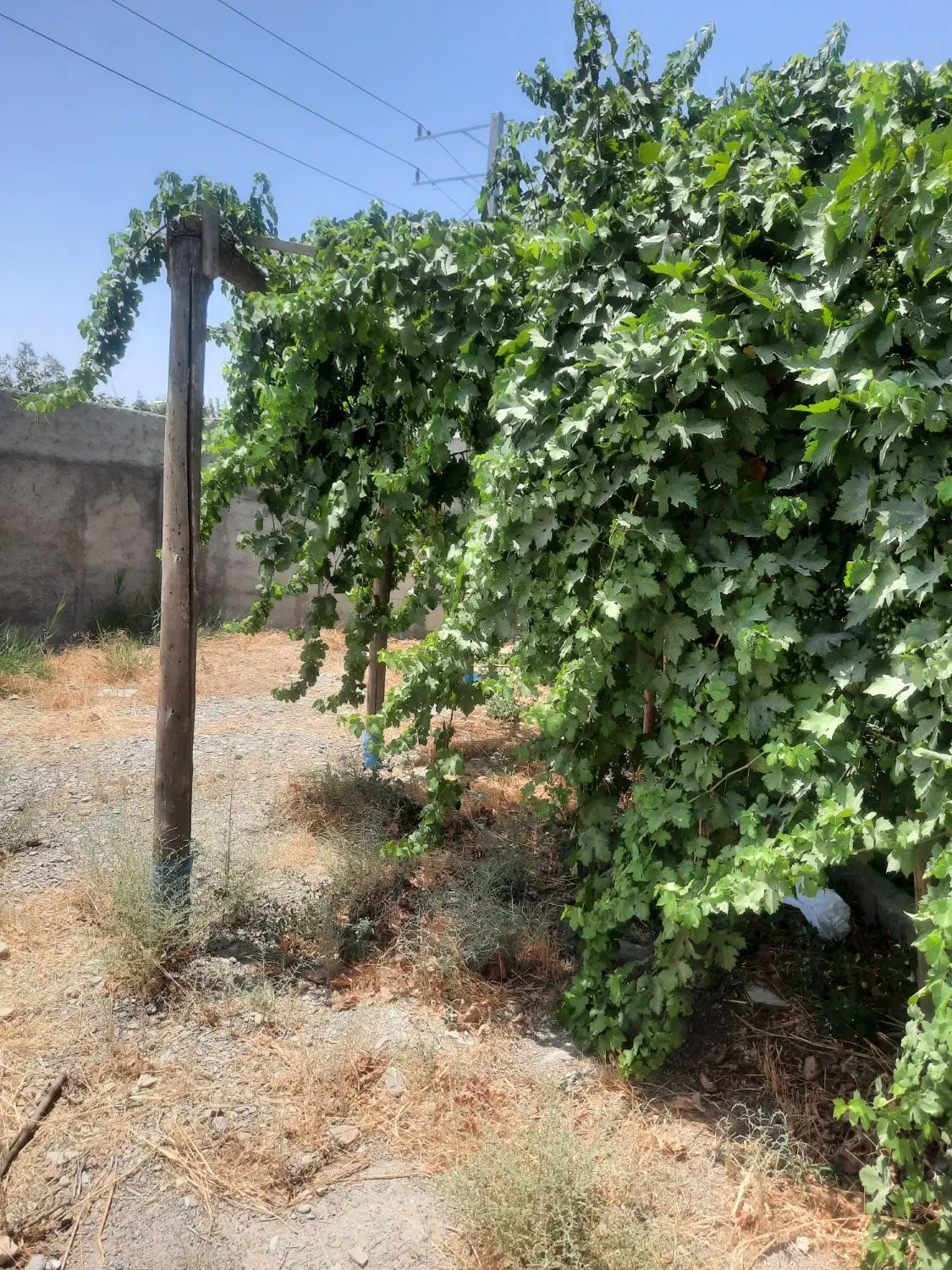۱۰۰۰ مترباغ دوکله  (بهاران) به قیمت