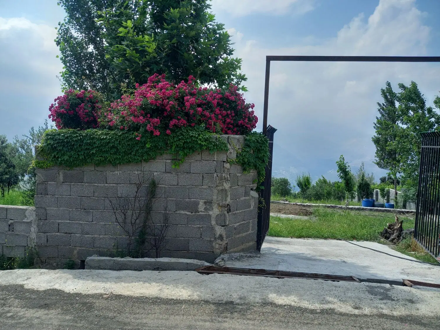 زمین کلشتر