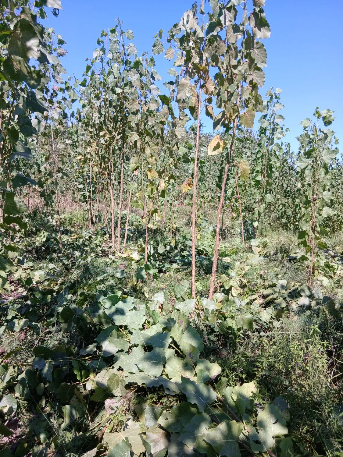 فروش زمین ۴۰۰ متری در روستای لاهیجان