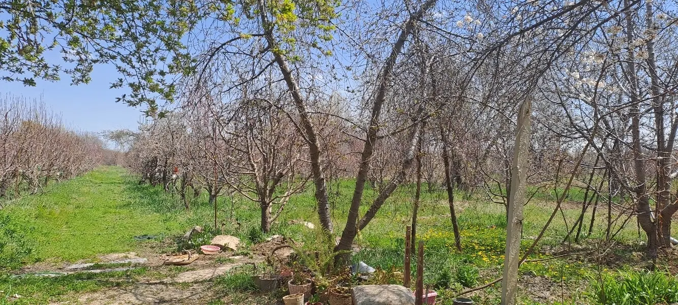 زمین ۵۰۰ متری در مولوی_سند اماده