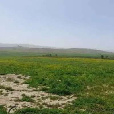 فروش زمین کشاورزی دیم