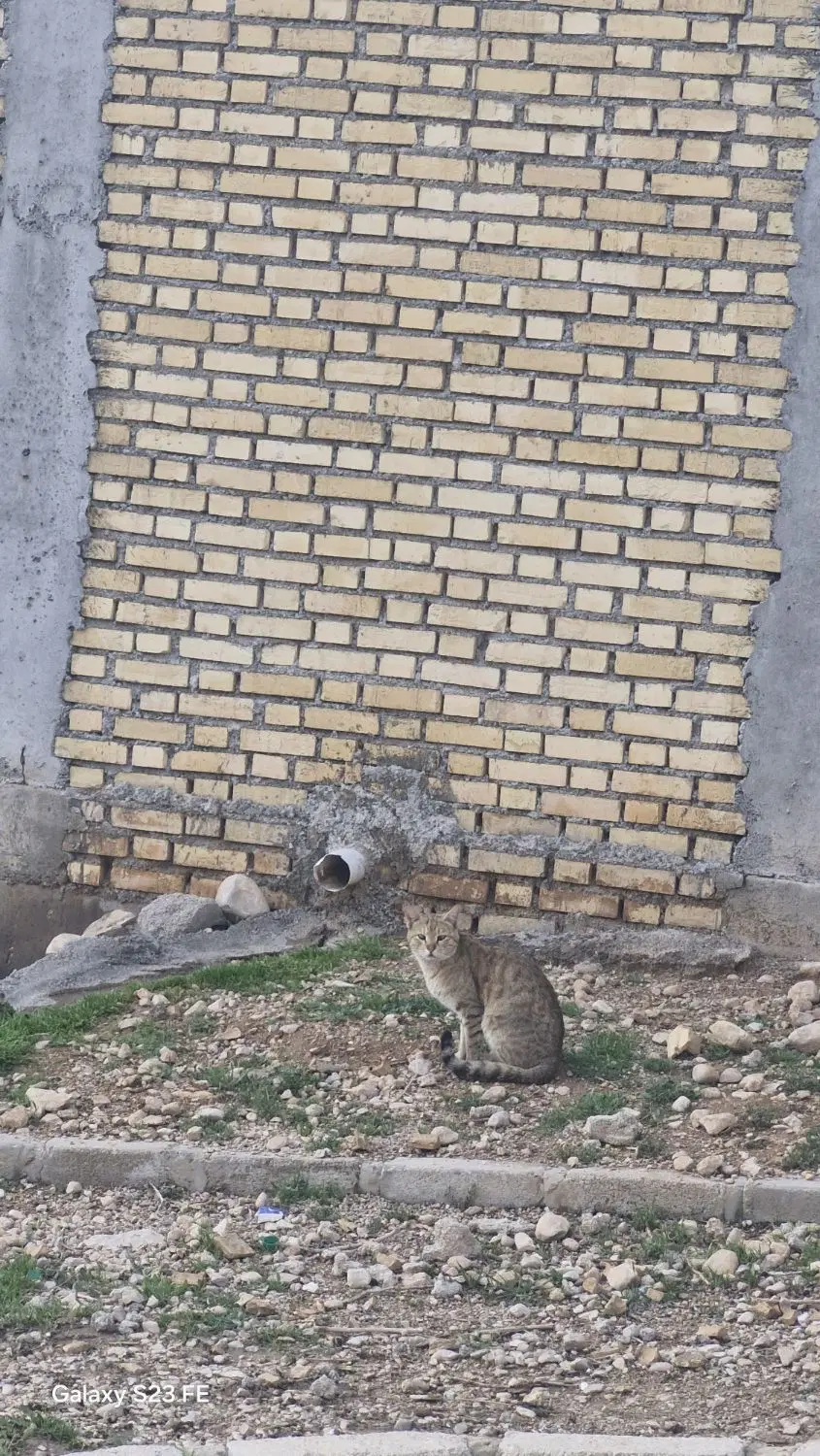 خانه سقف آزاد در صیدون