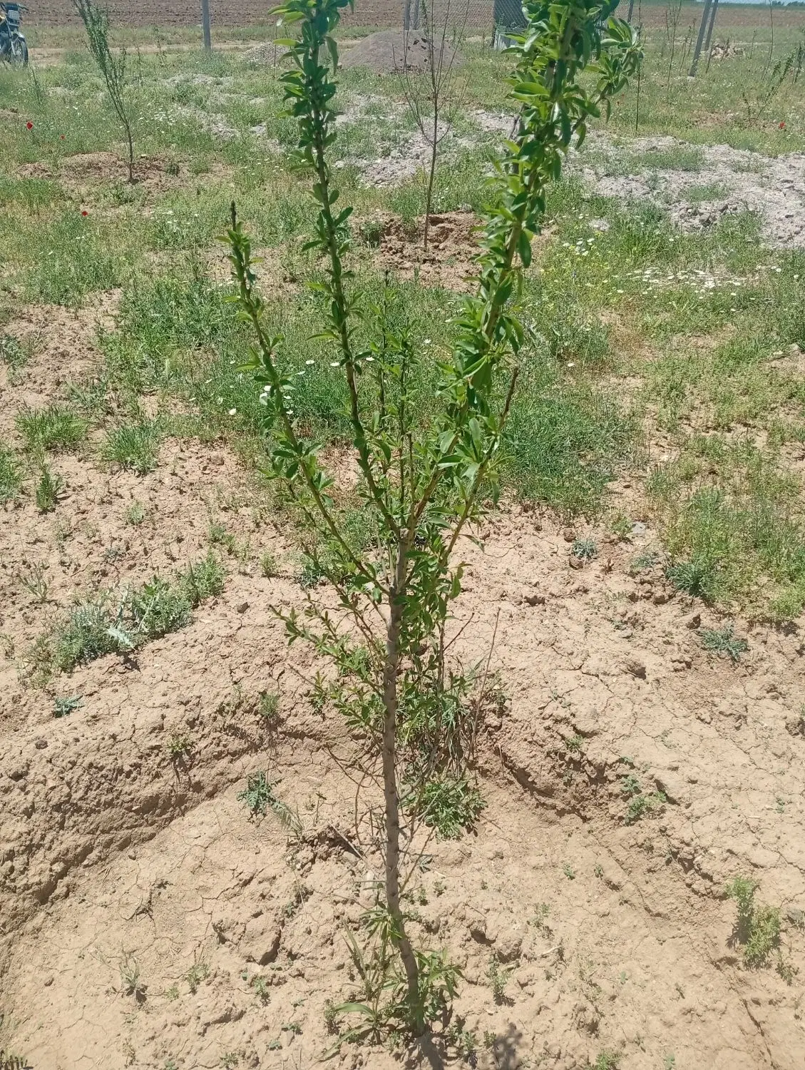 زمین 1500 متری سه کیلومتری قزوین