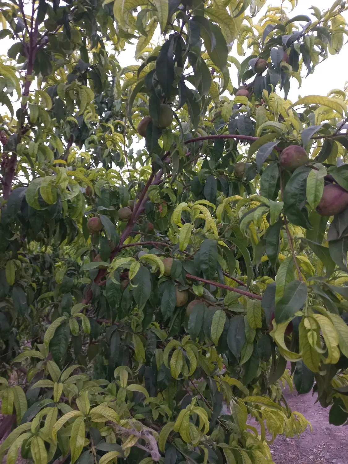 ۳۷۰ متر باغچه چهاردیواری قاسم آبادتهرانچی