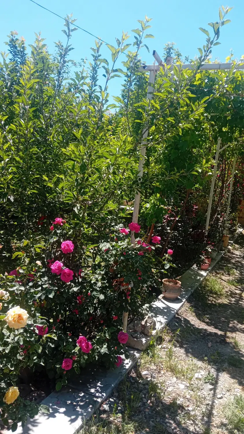 باغچه در چهارباغ روستای قوهه