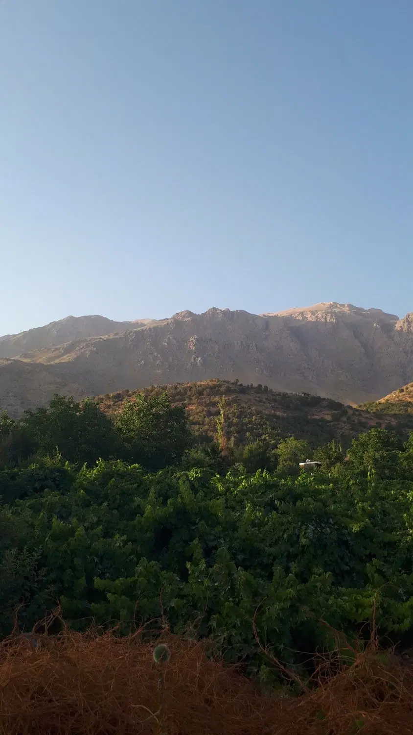 باغ انگور