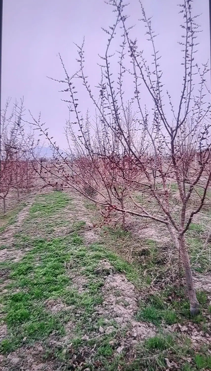 زمین باغچه