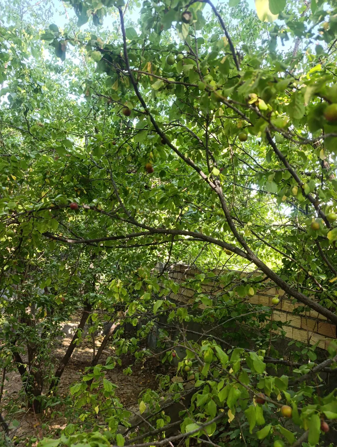 باغ زیبا با کلبه سوئیسی