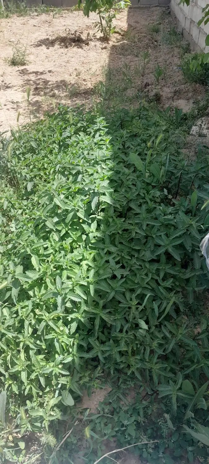 معاوضه باغ باخانه