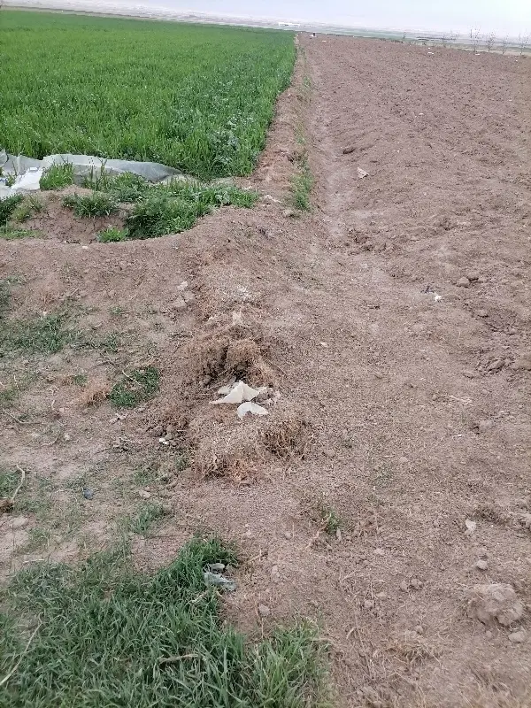 زمین کشاورزی برای اجاره سالانه