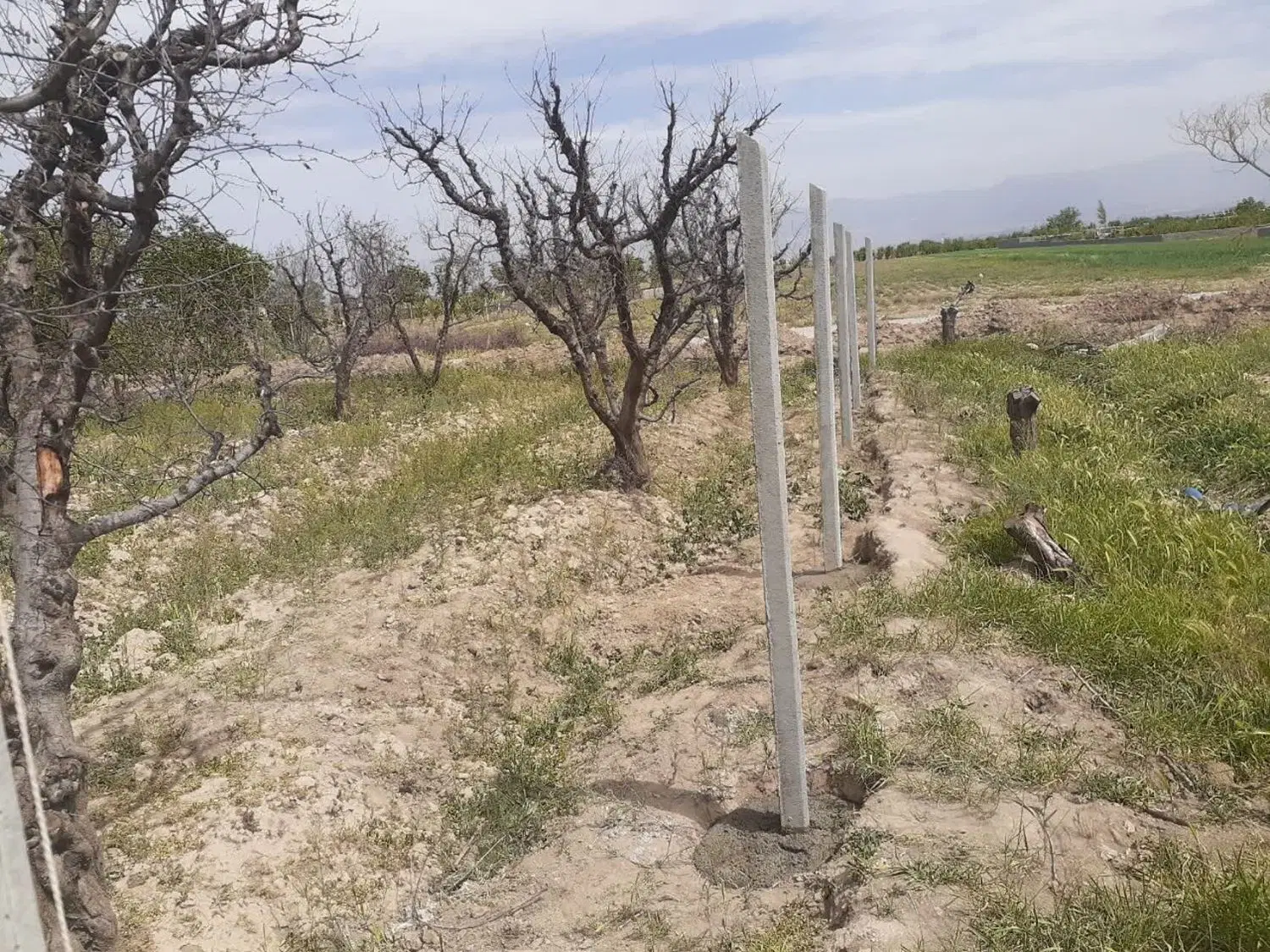 باغچه تنکمان روستای علی سید