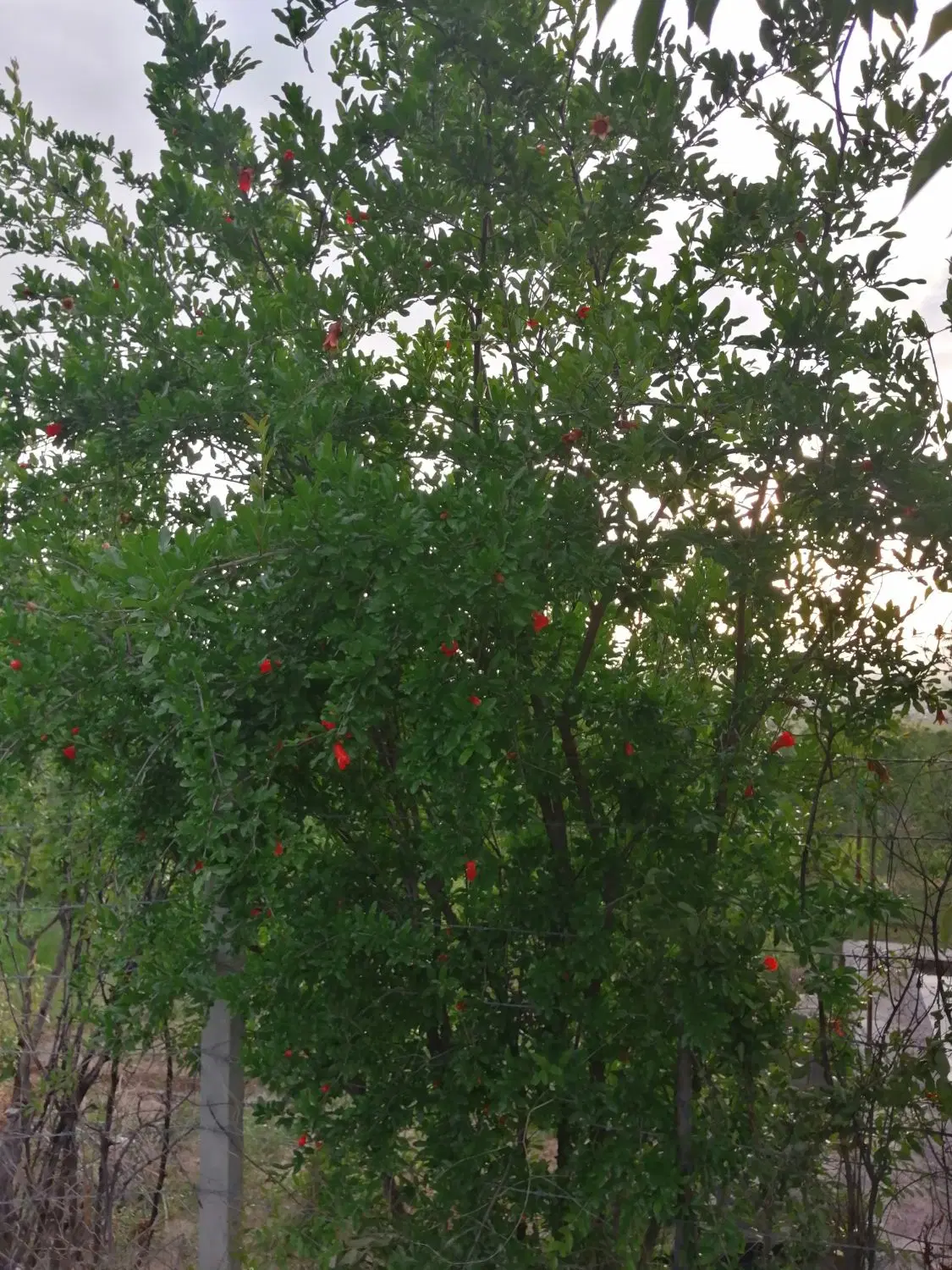 فروش باغ ( املاک بیار )
