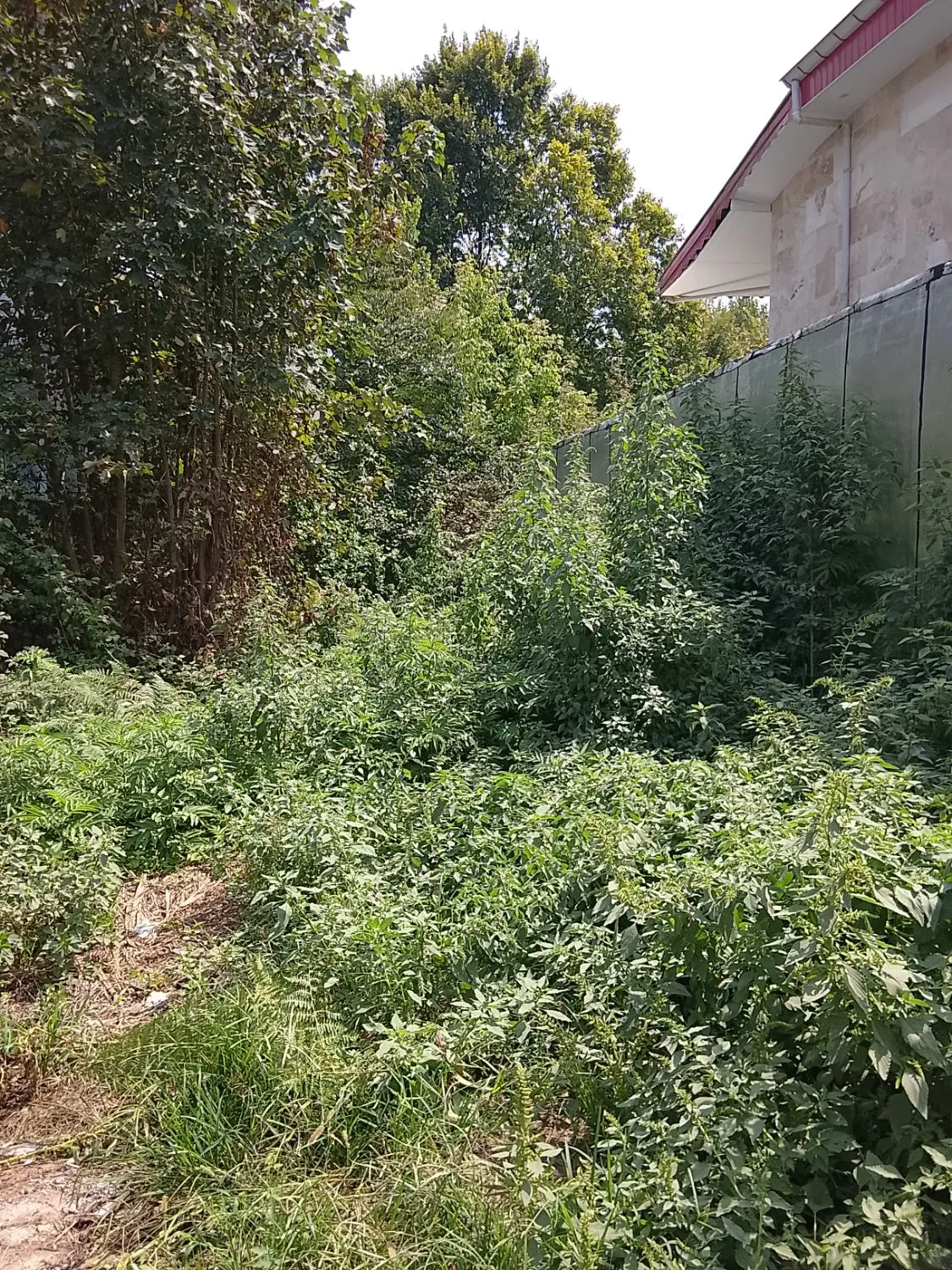 زمین میدان چای