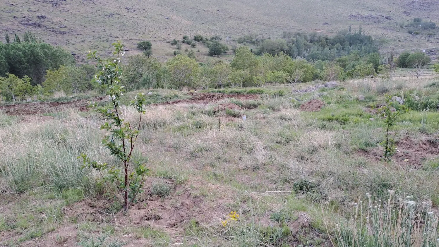 زمین باغی
