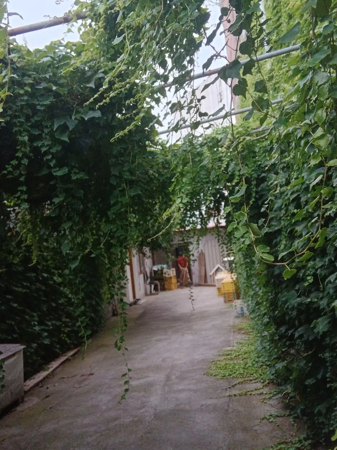 هم خونه
