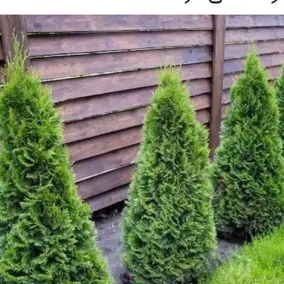 فروش باغ چهاردیواری