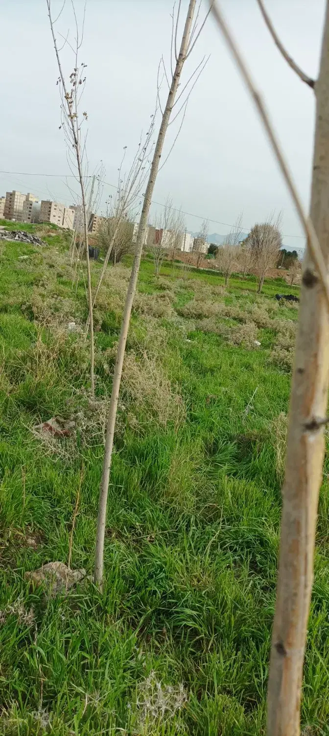 زمین سر پیچ سند تک برگ