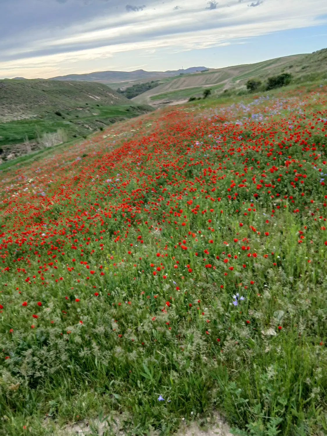 زمین در فرهنگیان