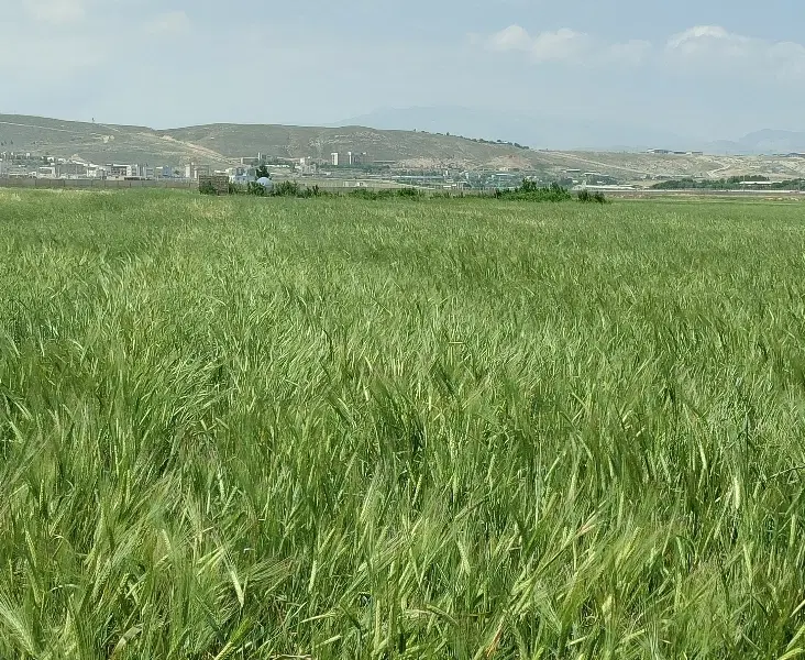 زمین کشاورزی مناسب باغ و ویلا