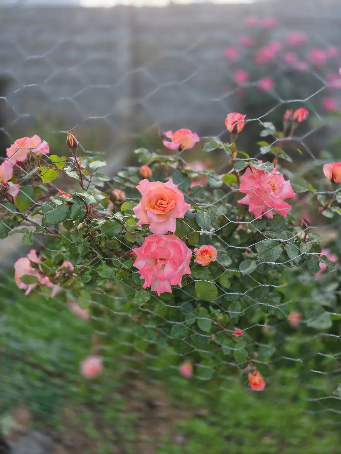 خونه برای آخر برج ۴ دارم