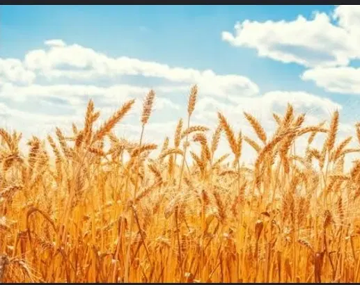 اجاره زمین کشاورزی