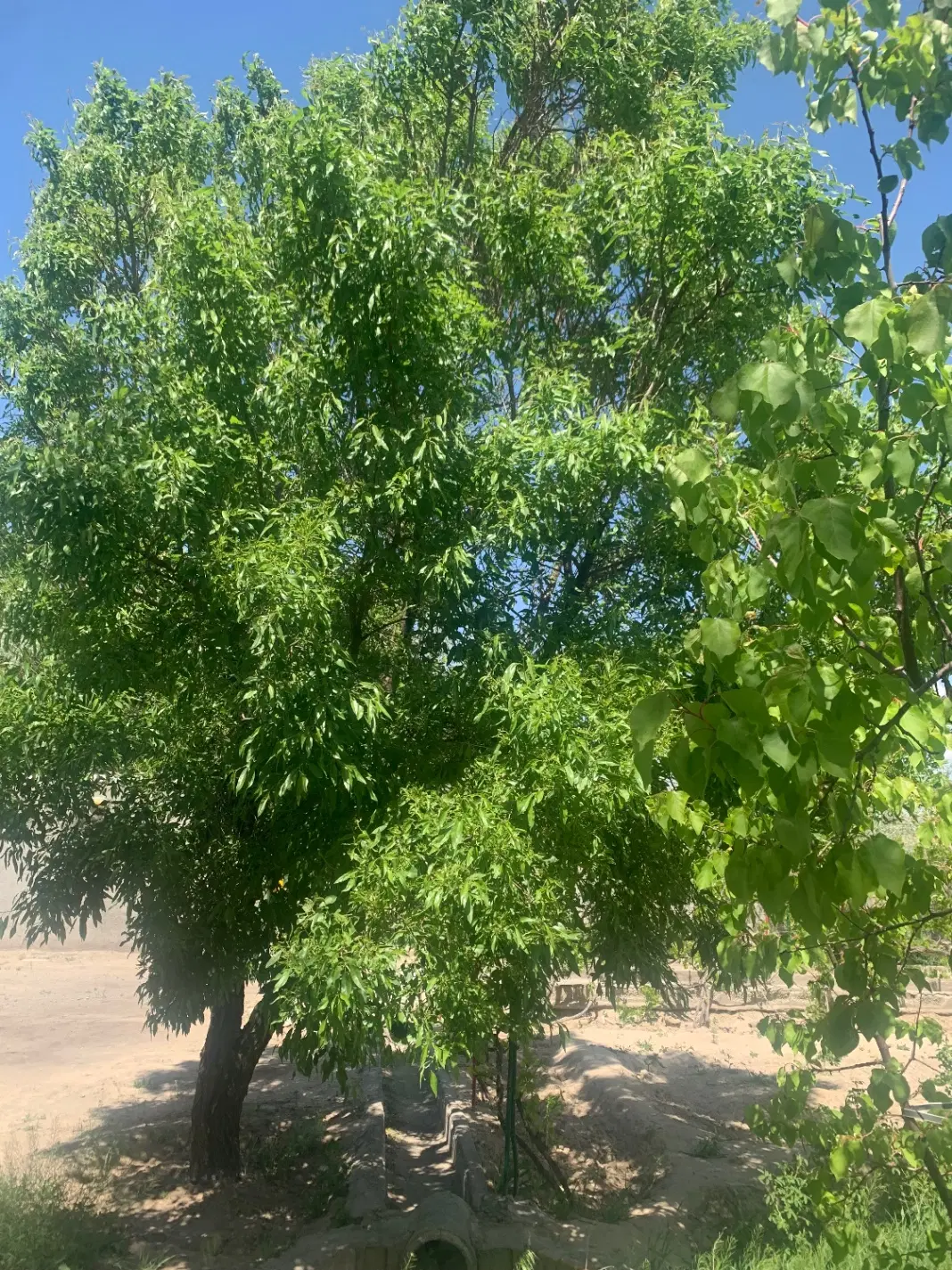 یک باغ در شهر گوگان روستایی فیروز سالار