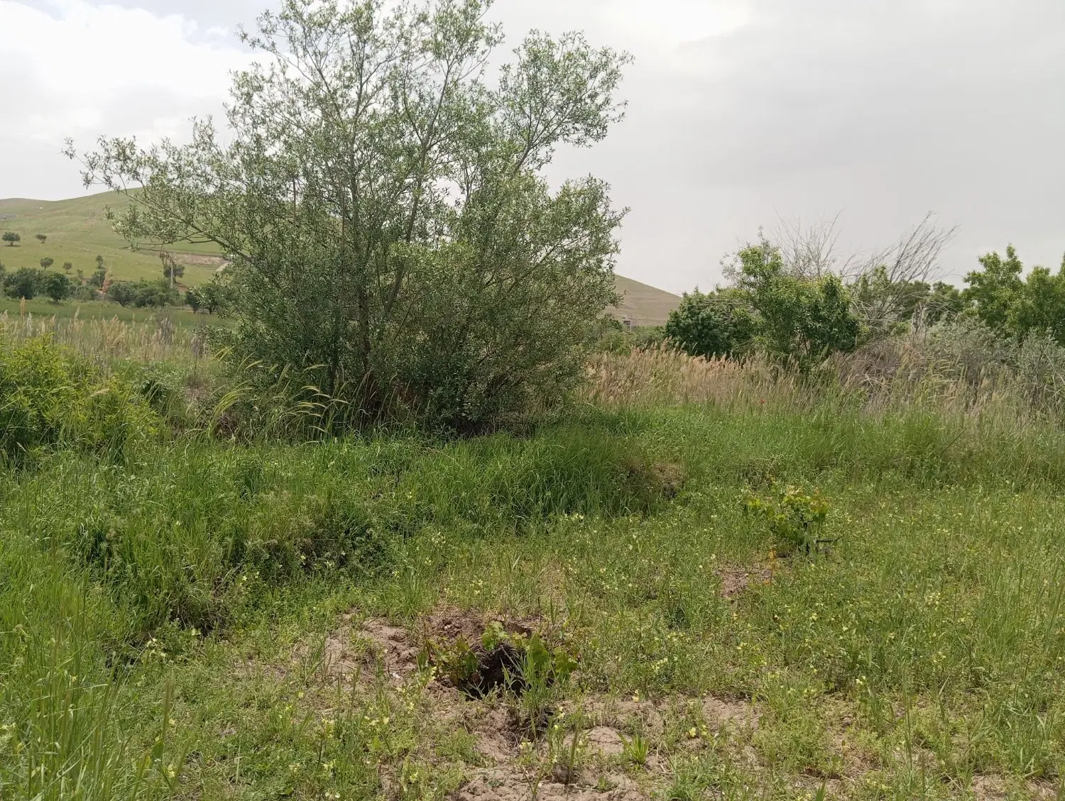 فروش زمین و باغ  ... قزوین روستای توریستی رزجرد