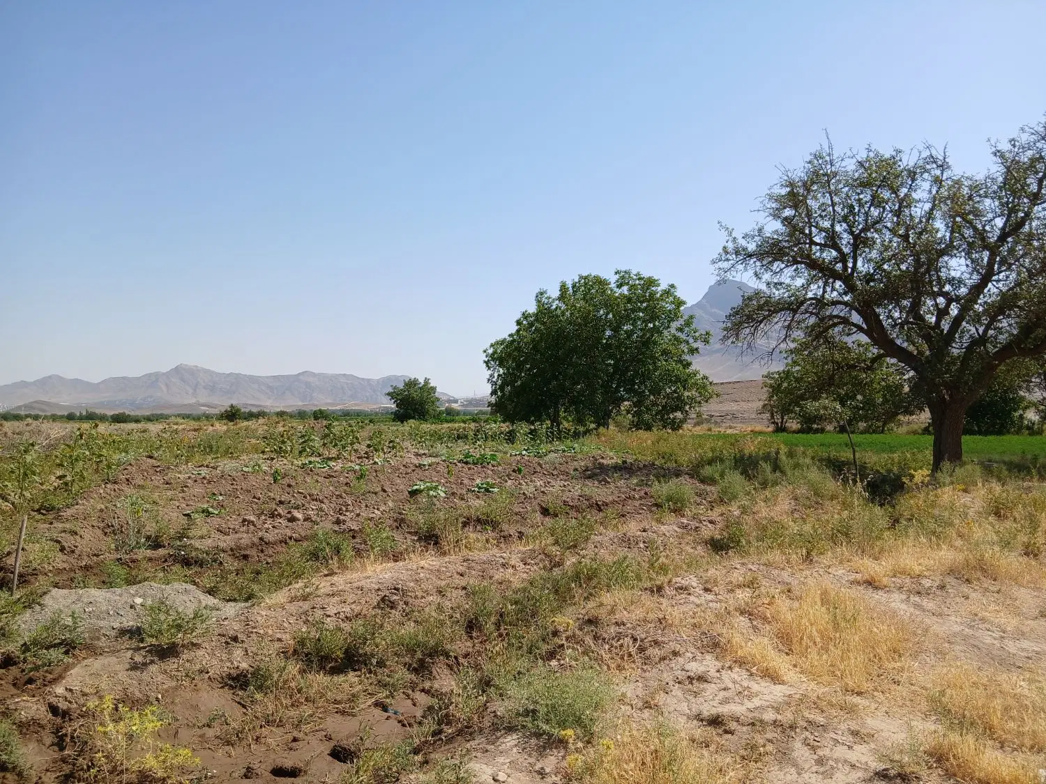 زمین کشاورزی