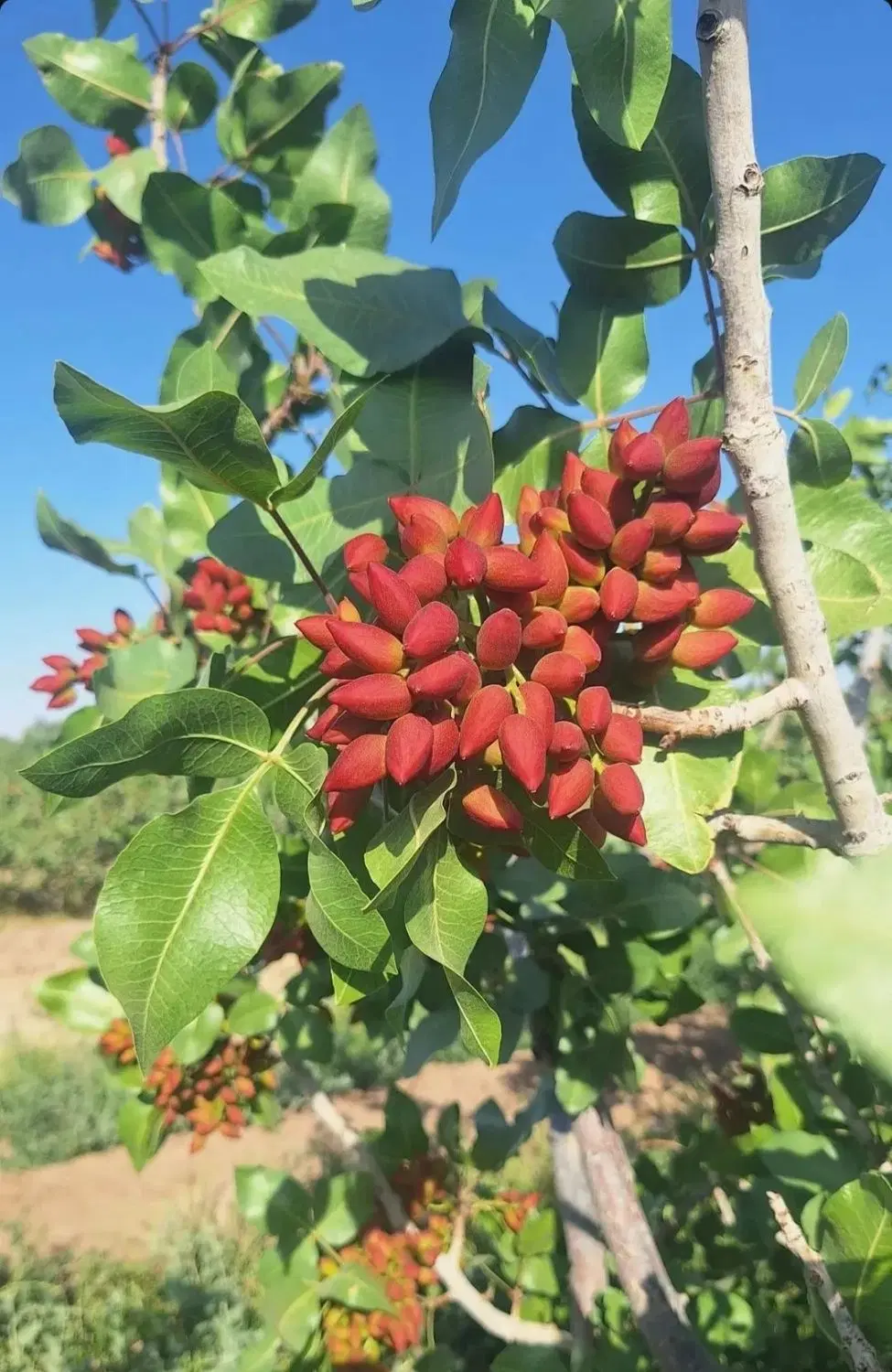 زمین کشاورزی .باغ