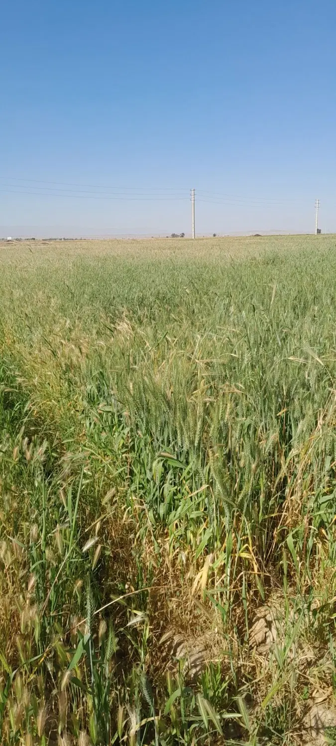 زمین کشاورزی