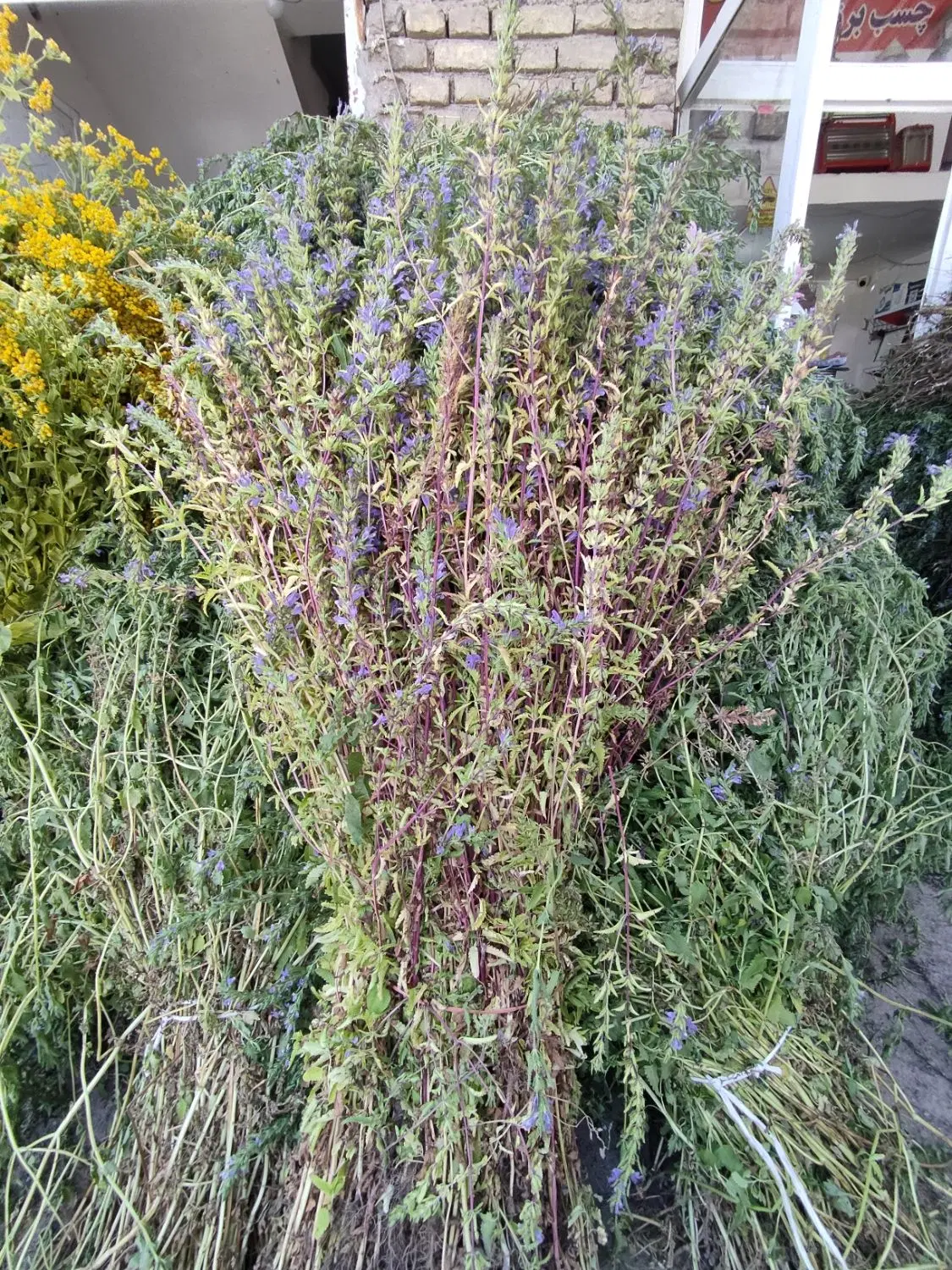 اجاره مغازه برای بادرنجبو(بادرشمی)فروشی