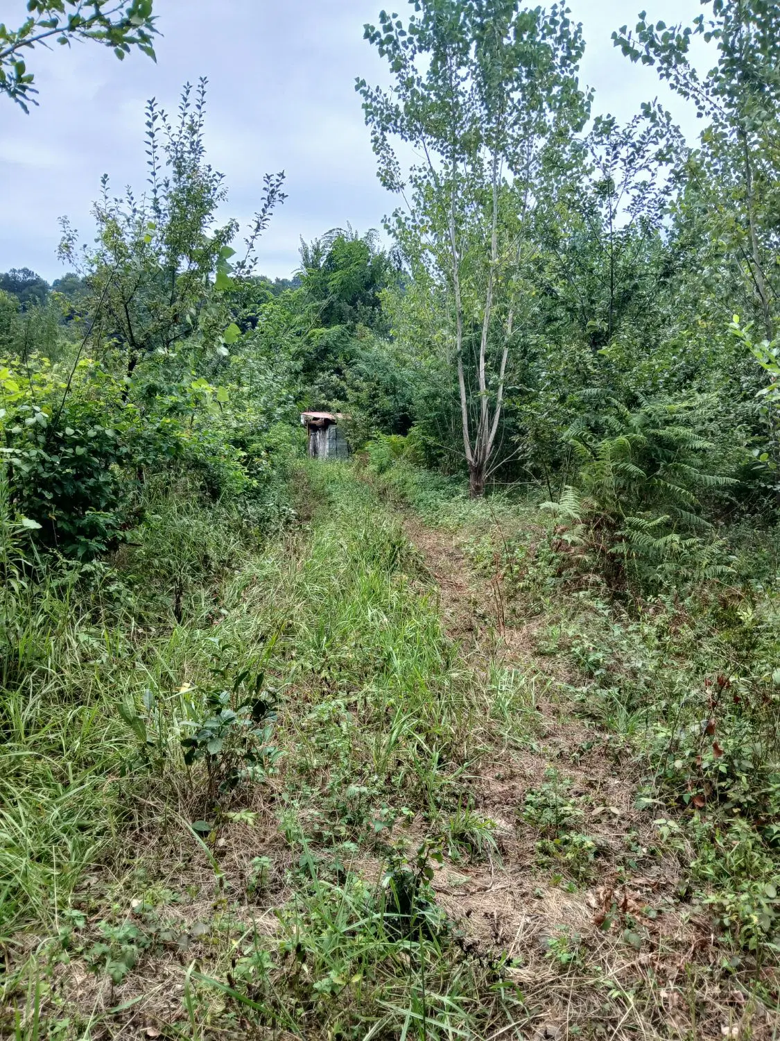 فروش زمین ۲۰۰۰ متری در روستای چوشل