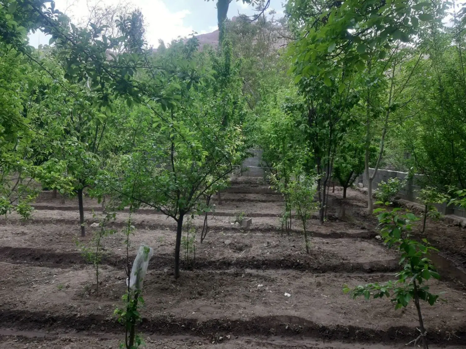فروش باغ در طرح هادی روستای خوش آب وهوای آستانه