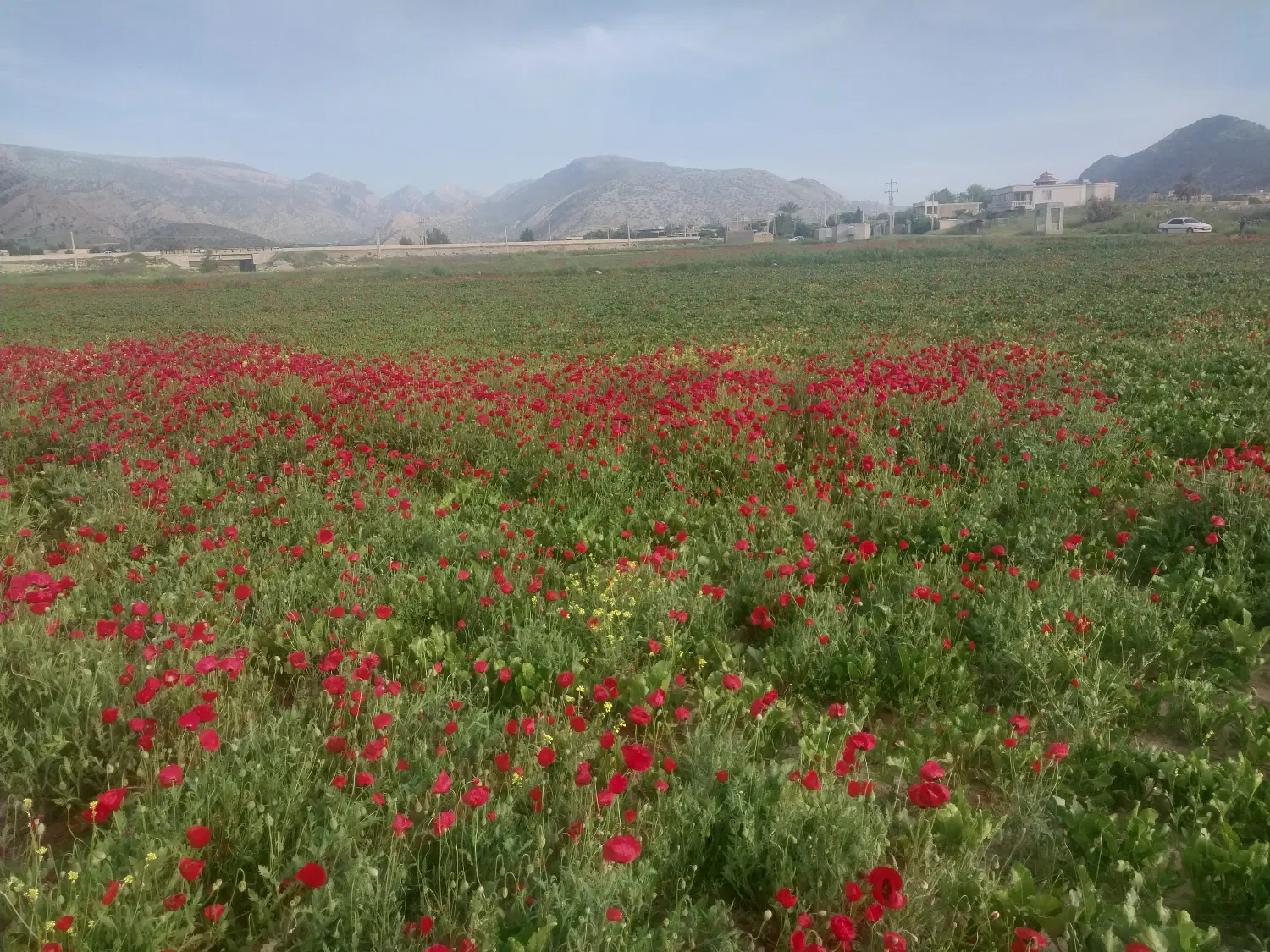 زمین تجاری بلوار خلیج فارس