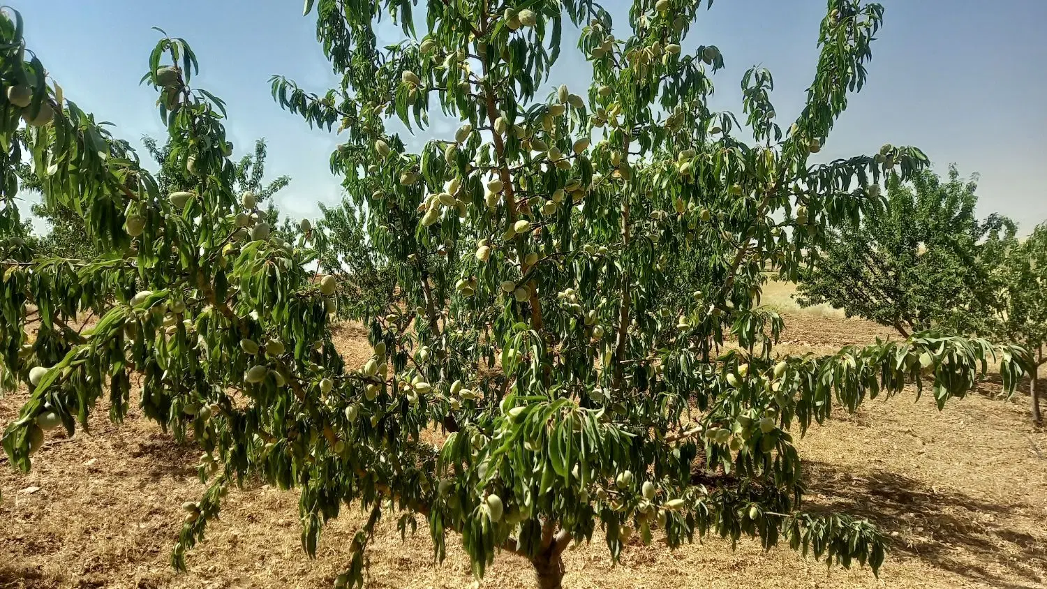 باغ بادام