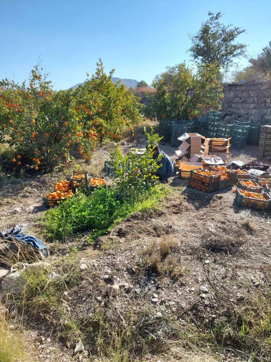 فروش باغ نارنگی