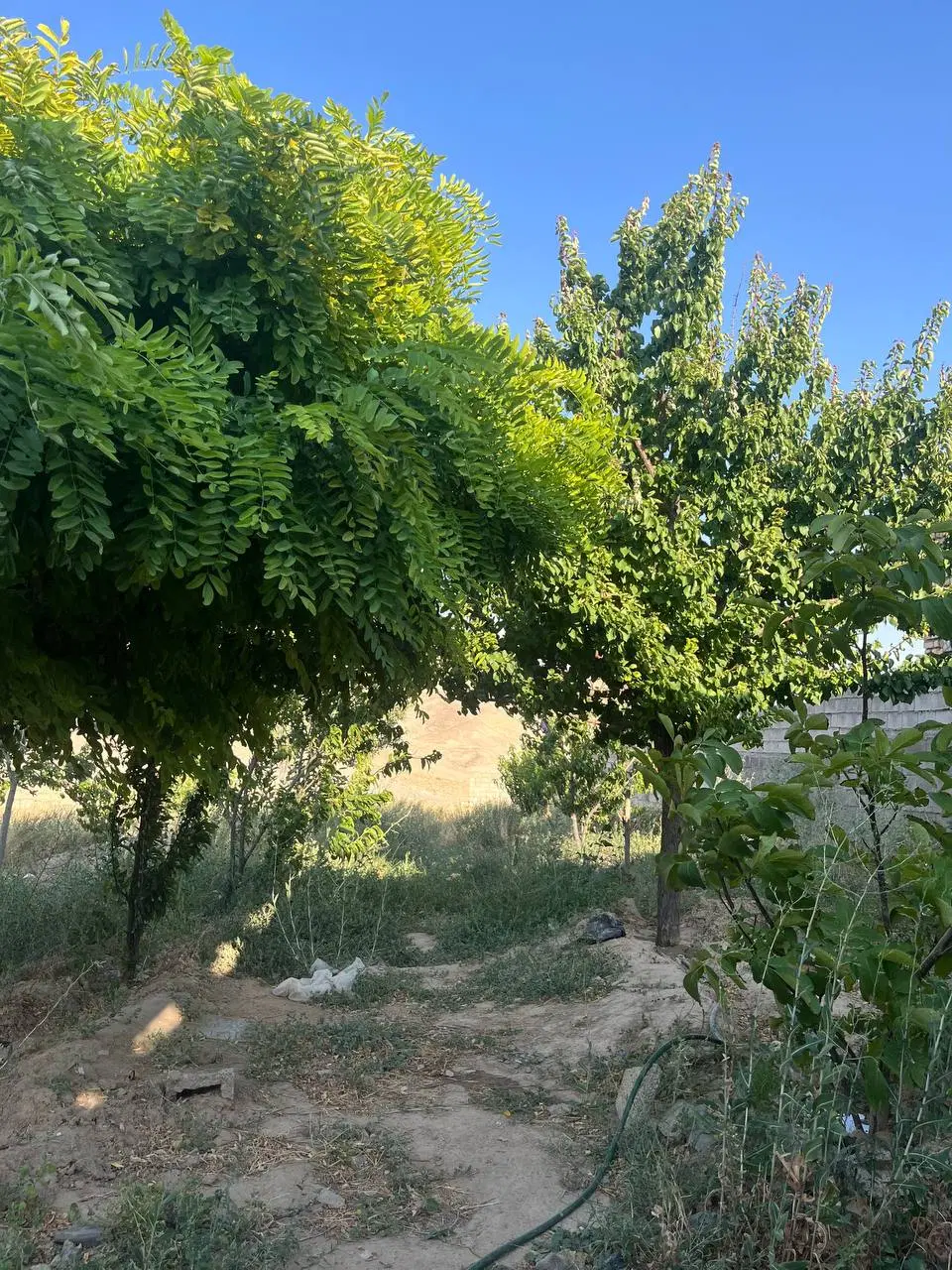 باغ زمین ۱۲۵۰متر