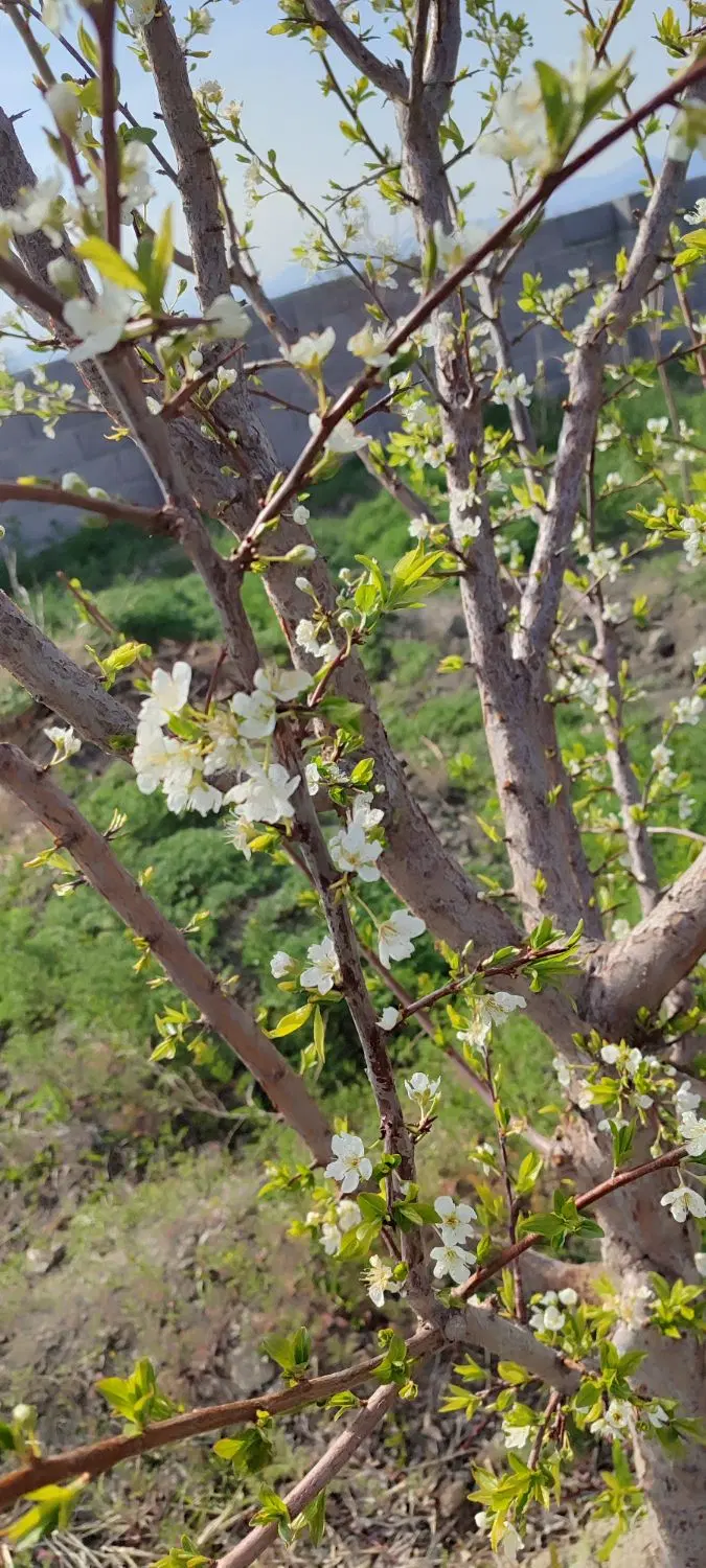 باغچه در جاده کلانتری
