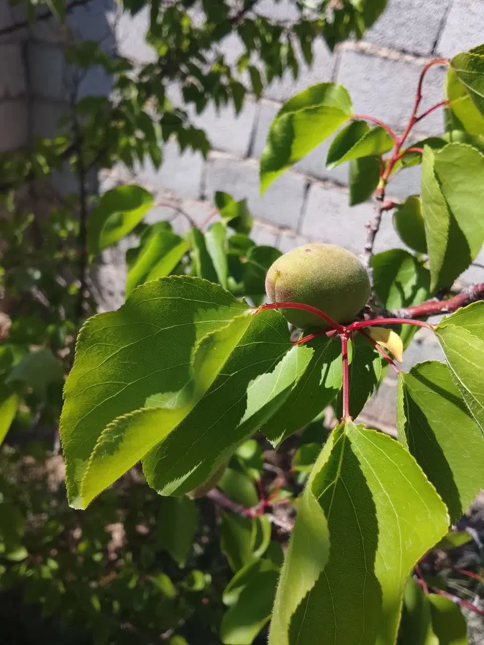باغچه در شورقلعه اسماعیل آباد
