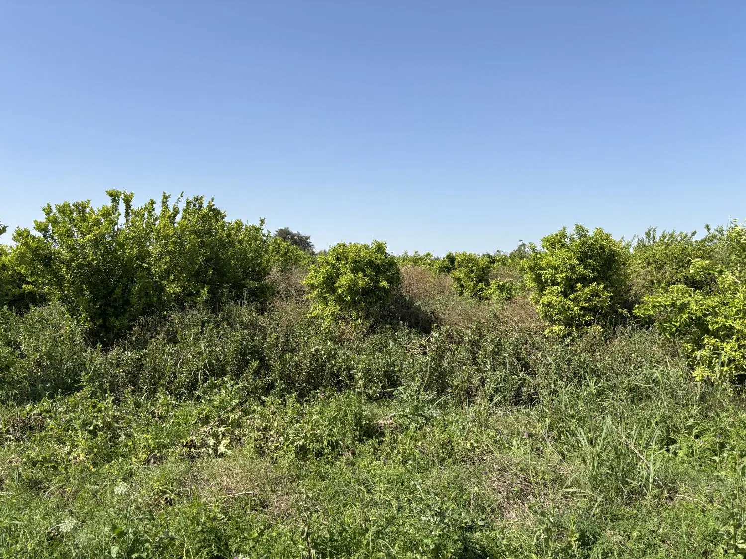 باغچه معاوضه با خانه