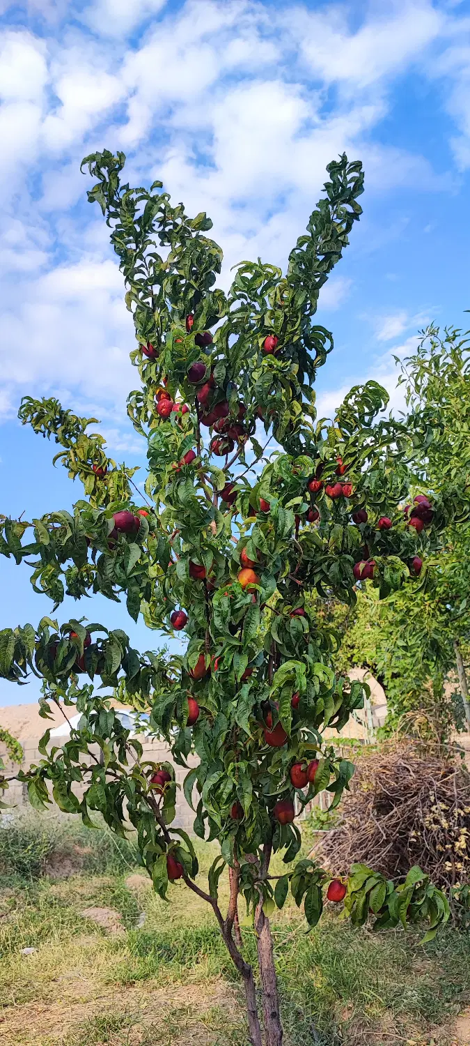 باغ فروشی توافقی