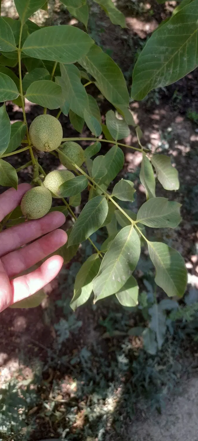 باغچه ۵۰۰ متری