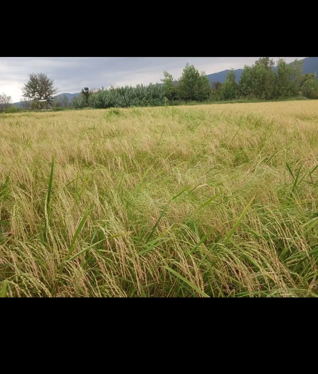 زمین کشاورزی