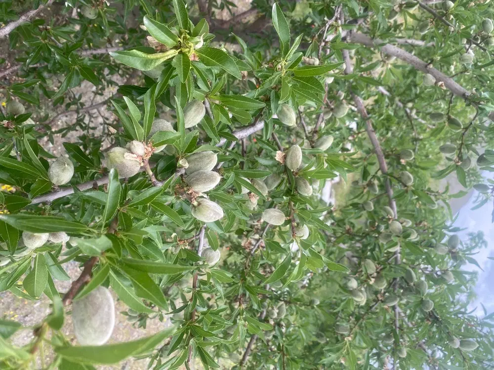 فروش باغ ۳۰۰۰ متری