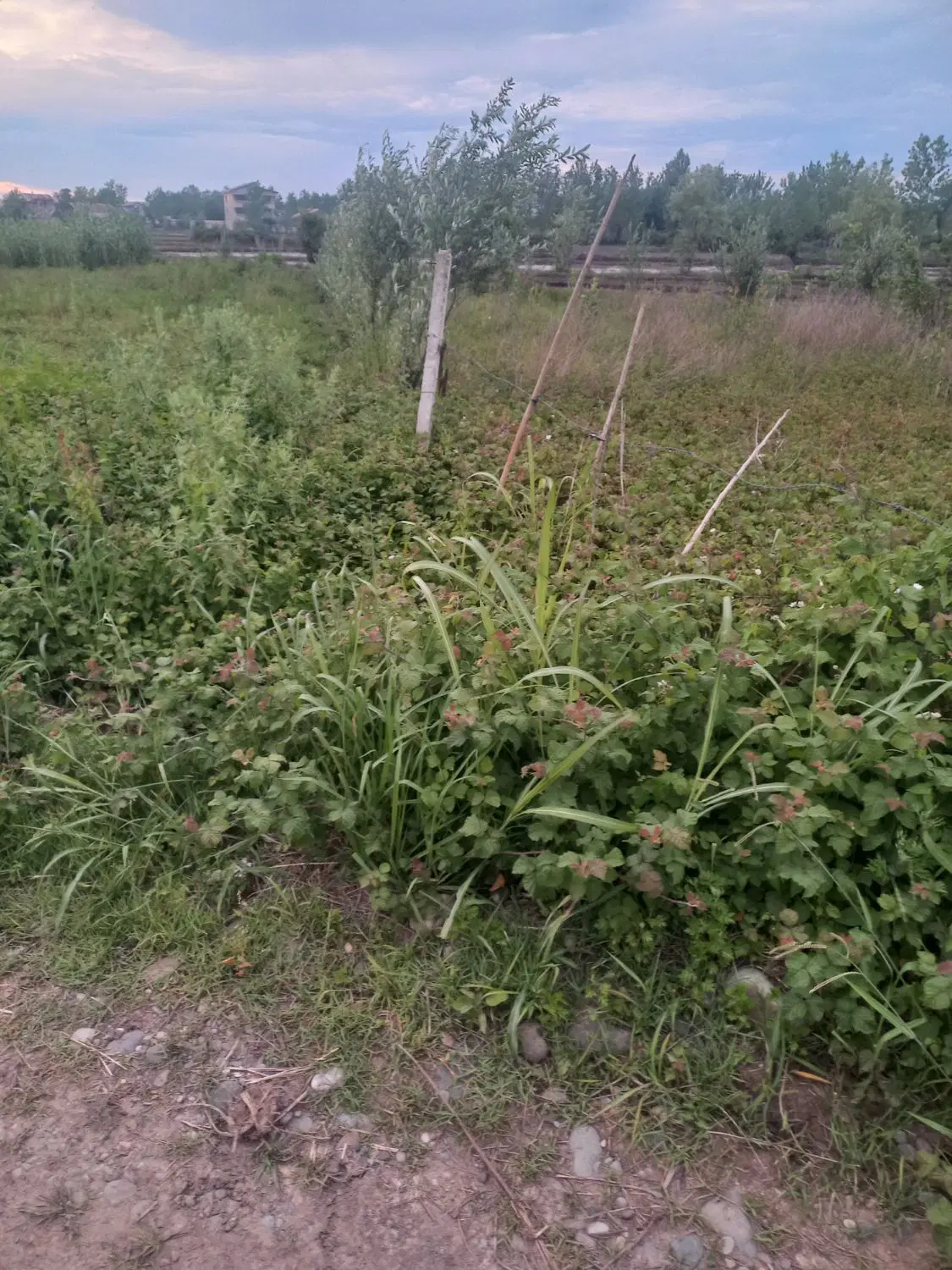 ۲۸۵ متر باغی