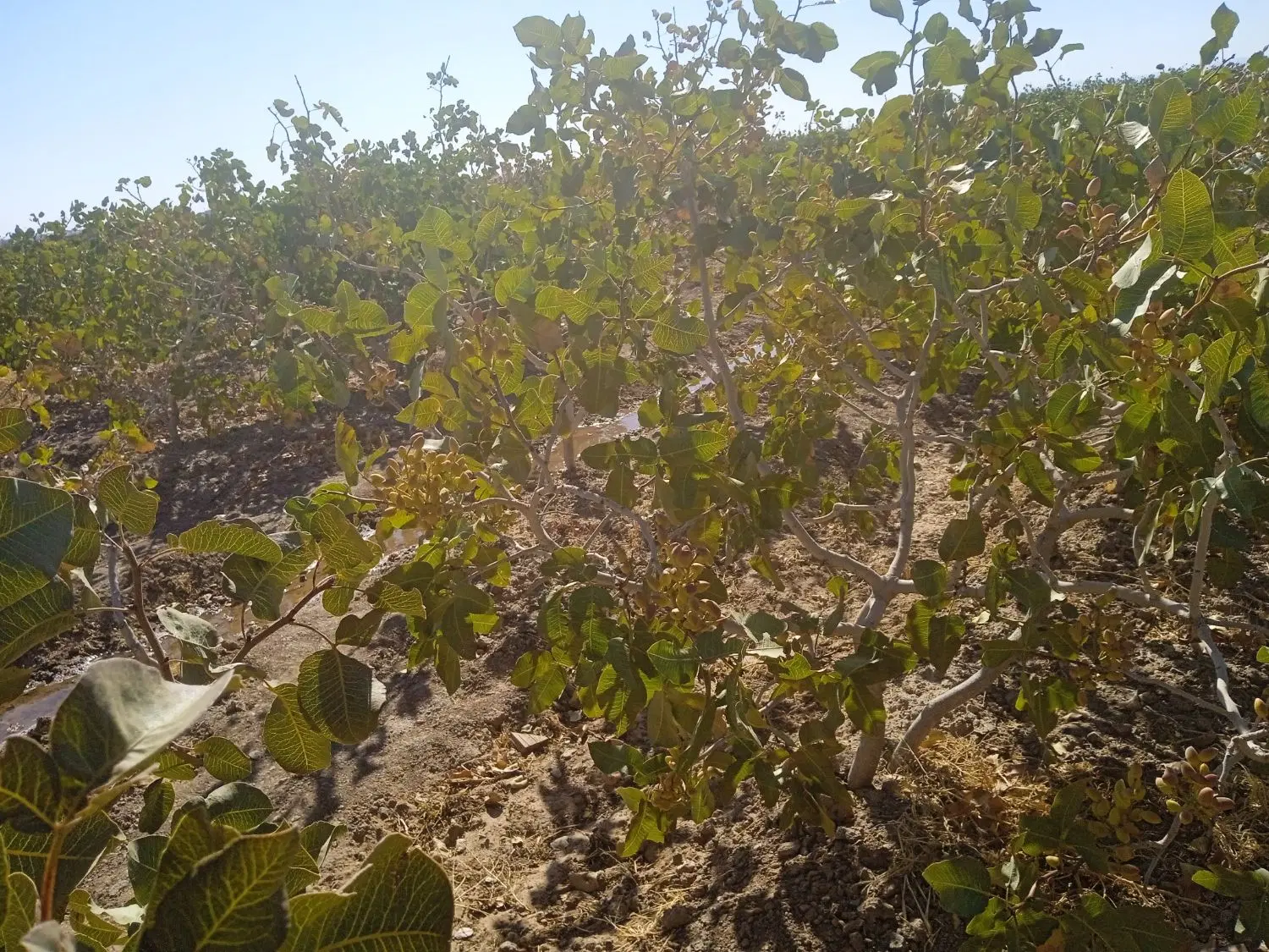 باغ پسته