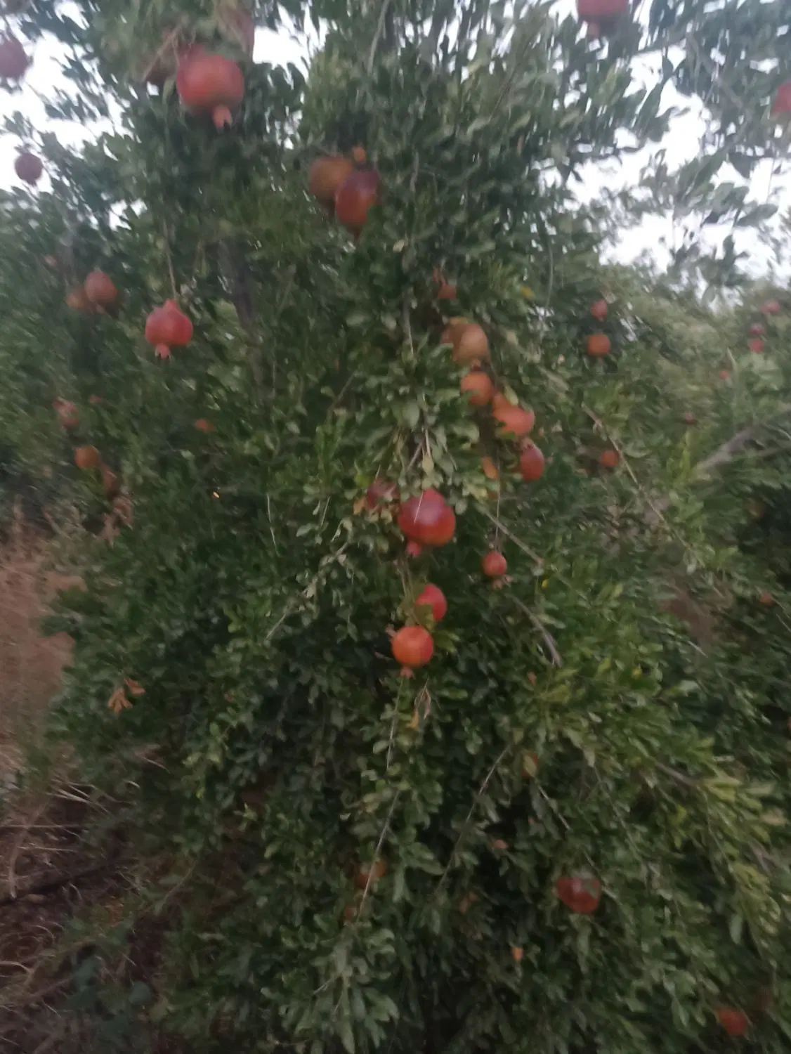 فروش باغ اناری دهخیر سفلی