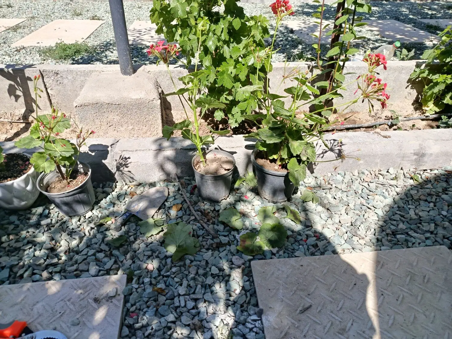 فروش زمین -باغچه